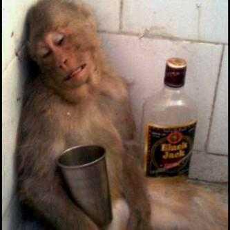 15 Koleksi Cemerlang Gambar Gokil Lucu Monyet