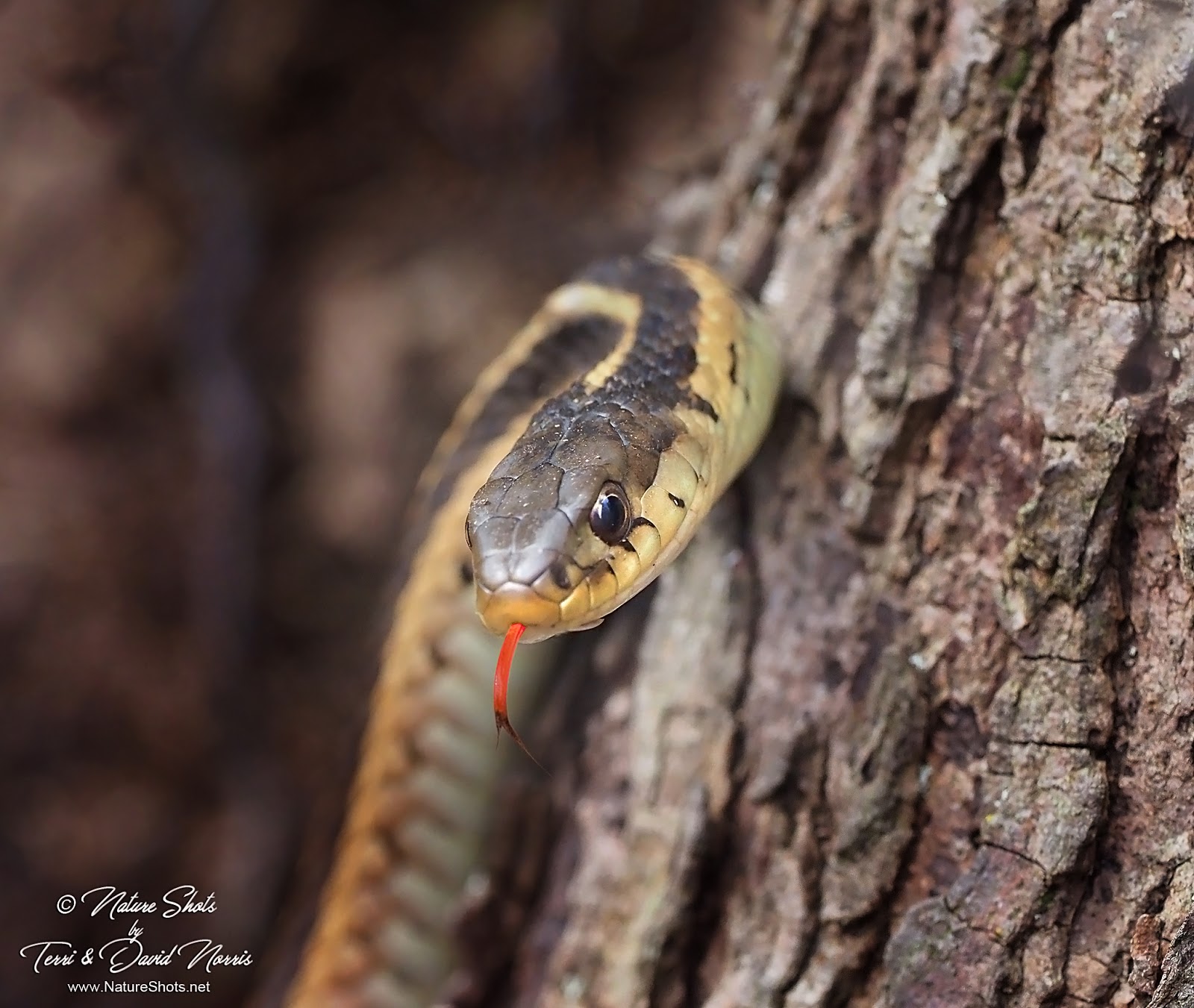 NatureShots by Terri & David Norris Cedar Bog Snakes