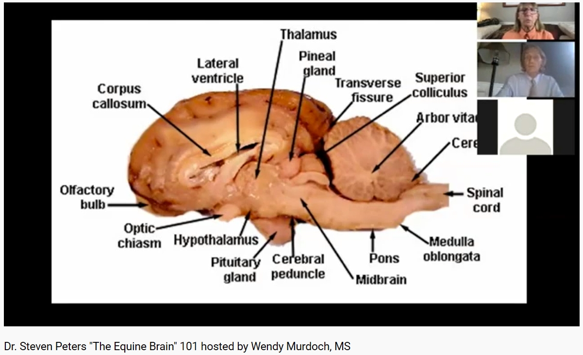 The Equine Brain 101 🧠 Bienêtre et performance pour votre cheval