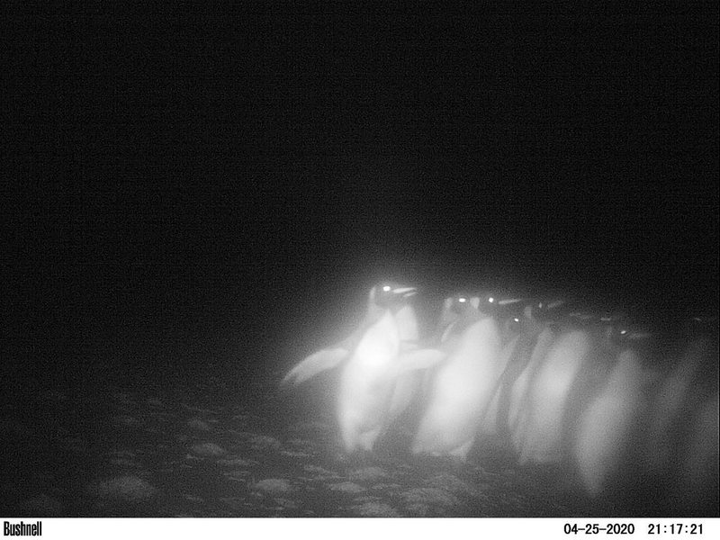 Zorros hostigan a pingüinos rey en Tierra del Fuego