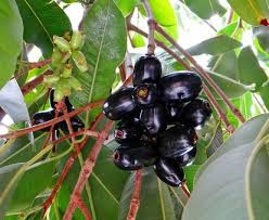 চমৎকাৰী পাতৰ মাজত সোমাই আছে ডায়েবেটিছৰ ঔষধ…Miracle Leaves for Diabetes In Assamese চমৎকাৰী পাতৰ মাজত সোমাই আছে ডায়েবেটিছৰ ঔষধ…Miracle Leaves for Diabetes In Assamese