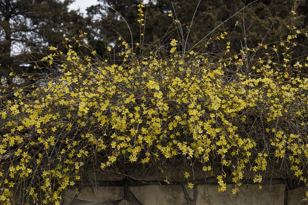 Jasminum nudiflorum Winter jasmine care and culture Travaldo's blog