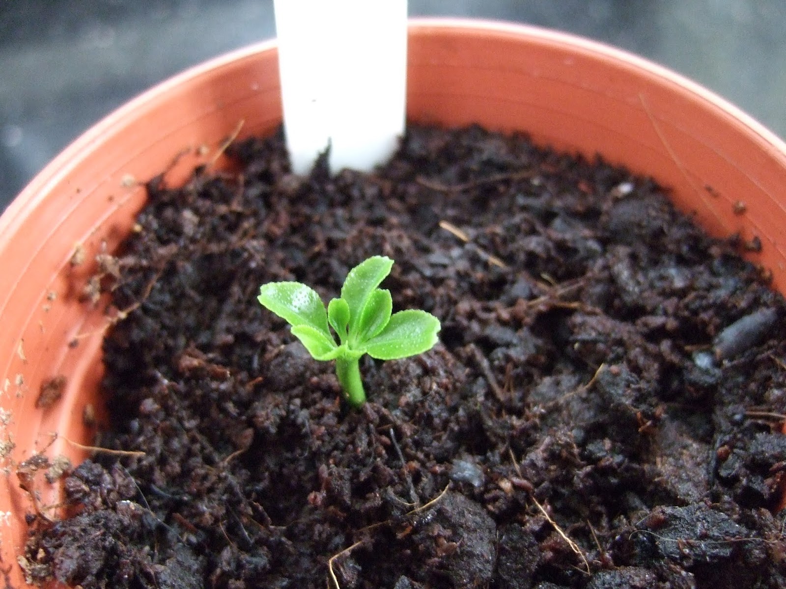 Linden Grove Lemon Pips and Other Things