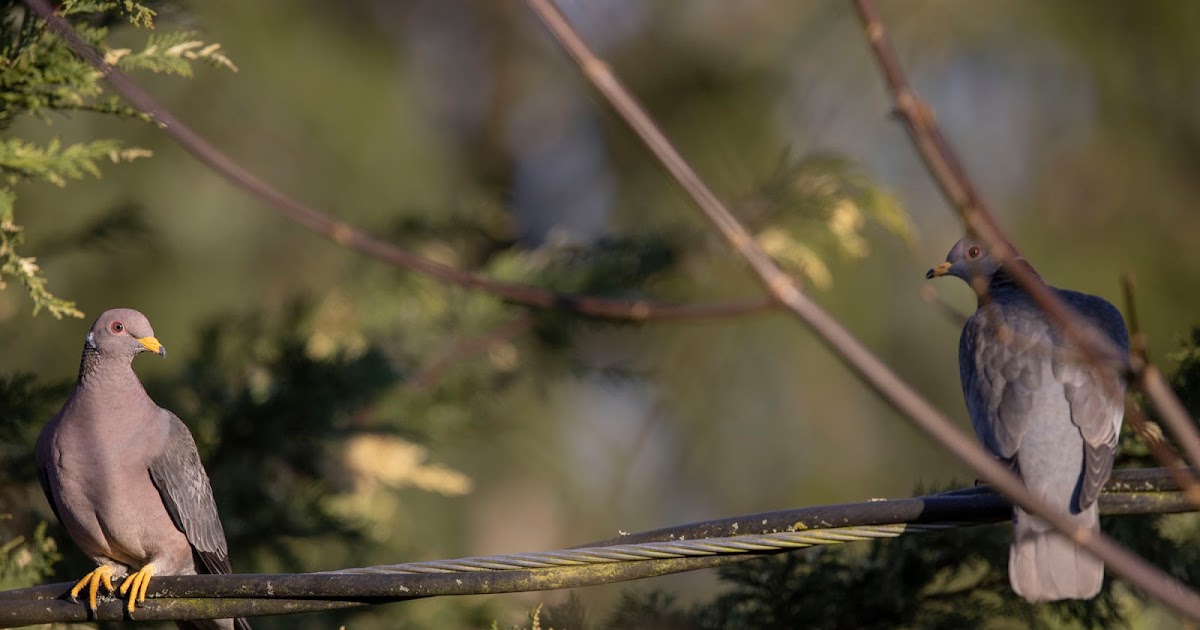 Shoreline Area News Backyard birds Band Tailed pigeons