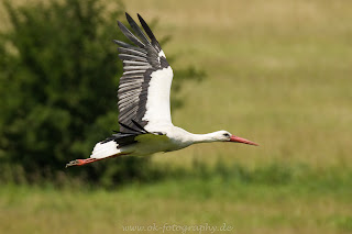 Naturfotografie wildlife Nikon Weißstorch