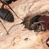 Top 5 products for Pest Control of Ants