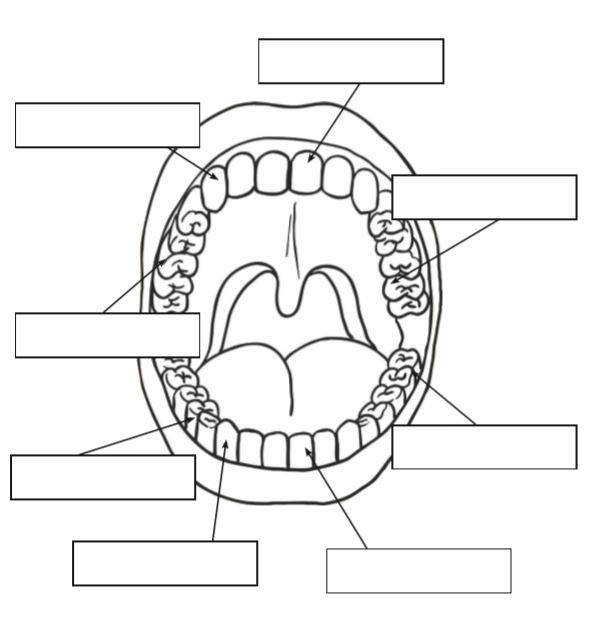 Year 4 Types of Teeth