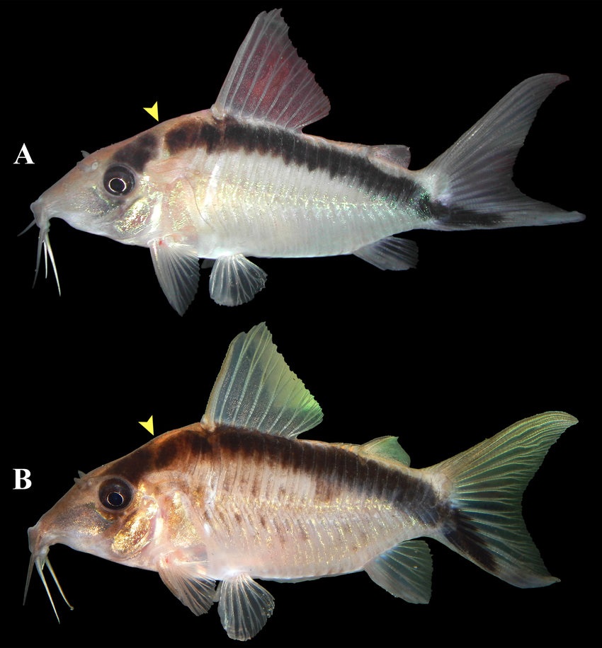 Species New to Science [Ichthyology • 2021] Corydoras bethanae • A New