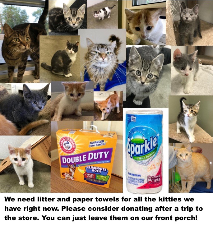 Clintoncohumanesociety Org We Need Cat Litter And Paper Towels
