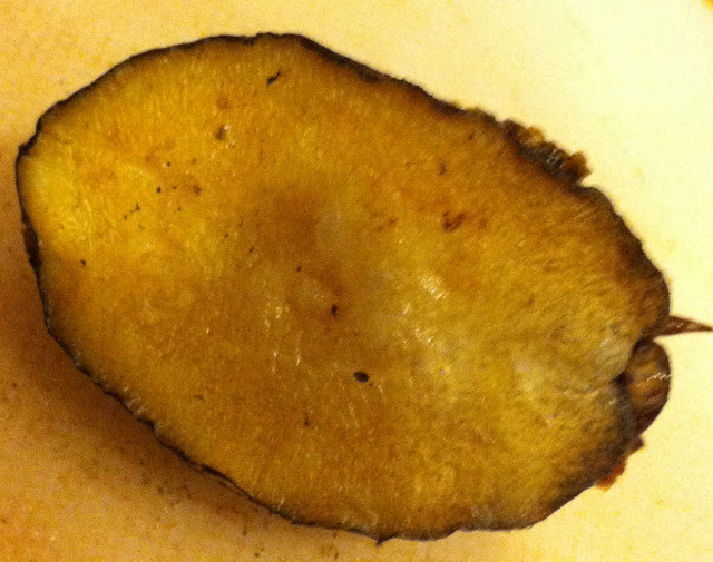 GREAT EATS HAWAII BIG ISLAND ABALONE CORP ABALONE FROM COSTCO