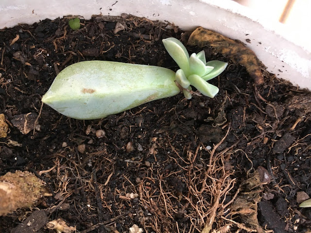 Planta-Fantasma (Graptopetalum paraguayense)