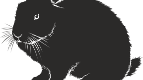 HIRO, KELINCI YANG SANGAT CERDIK #kelinci #cerdik