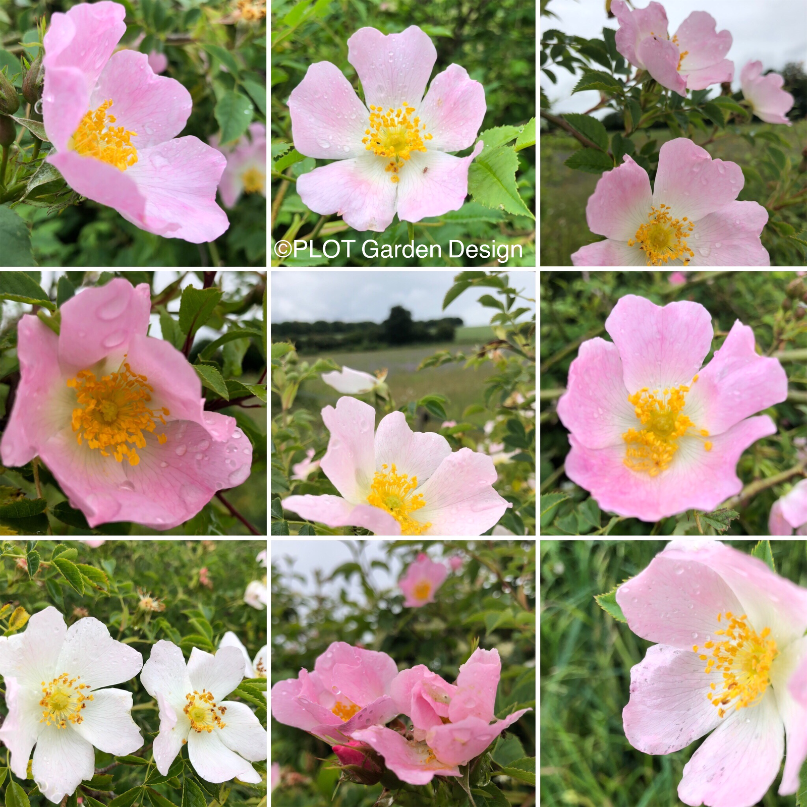 Dog Roses