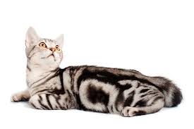 Kucing American Shorthair