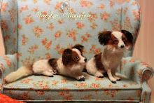 Papillon Dogs