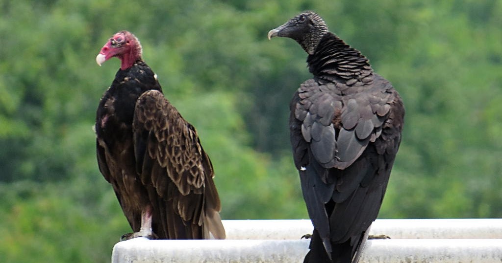 EBL: Turkey vs. Black Vultures: How to tell the difference