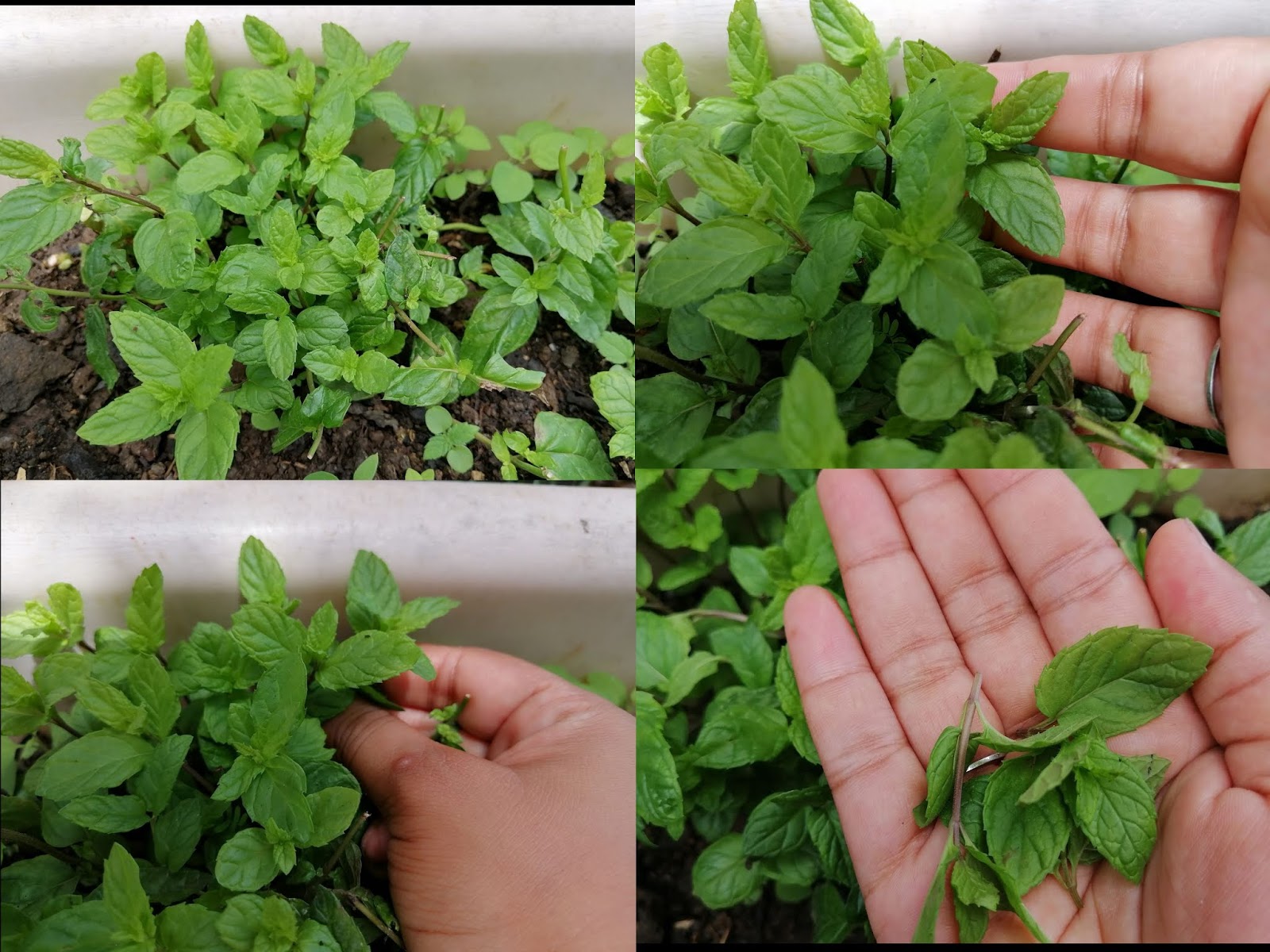 How to make an easy refreshing infused water recipe for summer?2 steps🌞🏖