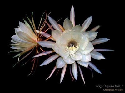 Orquídeas no Apê: Cacto Orquídea - Epiphyllum oxypetalum