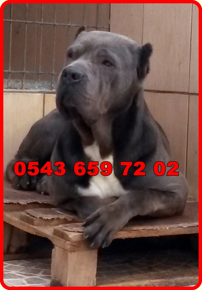 satilik yavru kopekler pet station