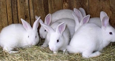 Berguru Kelinci Ke Vietnam Dan China Kelinci Untuk Hari Esok