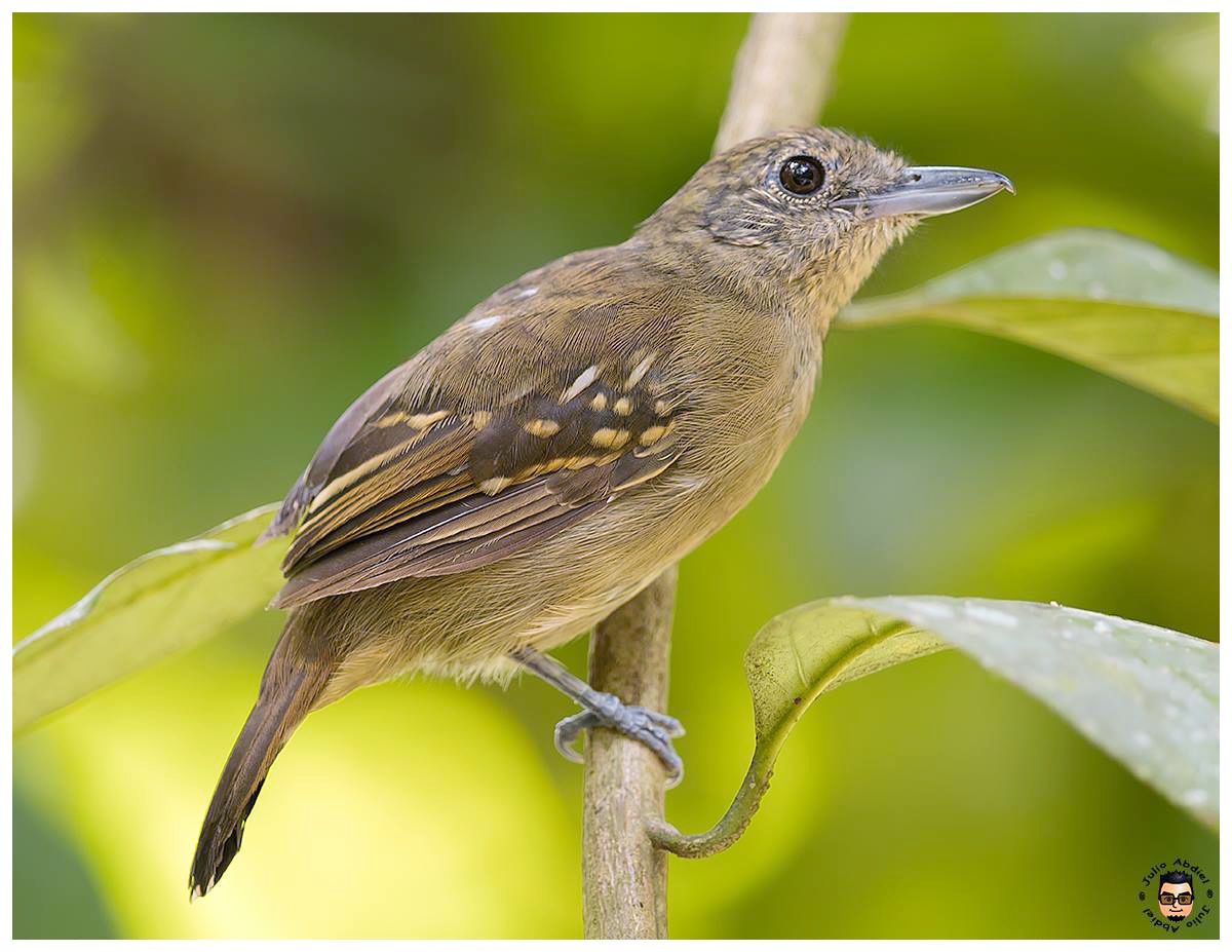 Panama Birds and Wildlife Photos' Blog grows