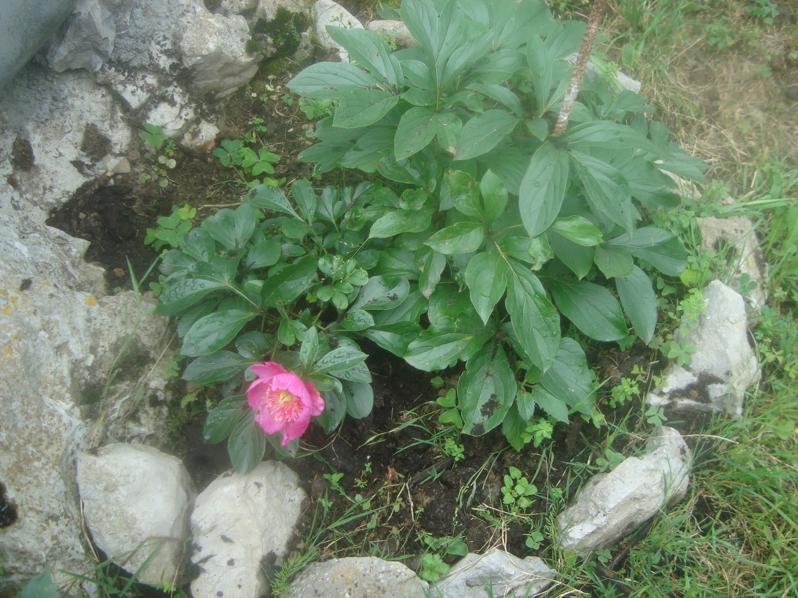 PEONIA ( Paeonia lactiflora ) - El Jardín de Elbe