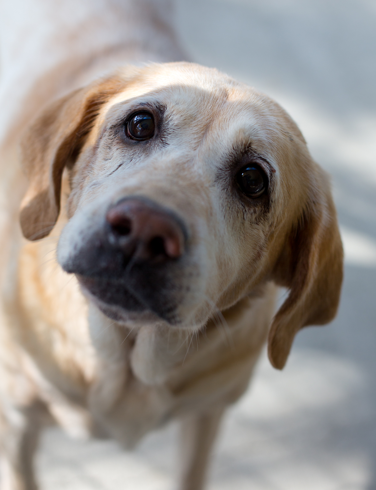 Shelter Dogs of Portland &quot;RAVEN&quot; gentle and spunky senior