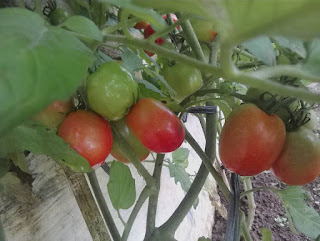 urban farming tomat