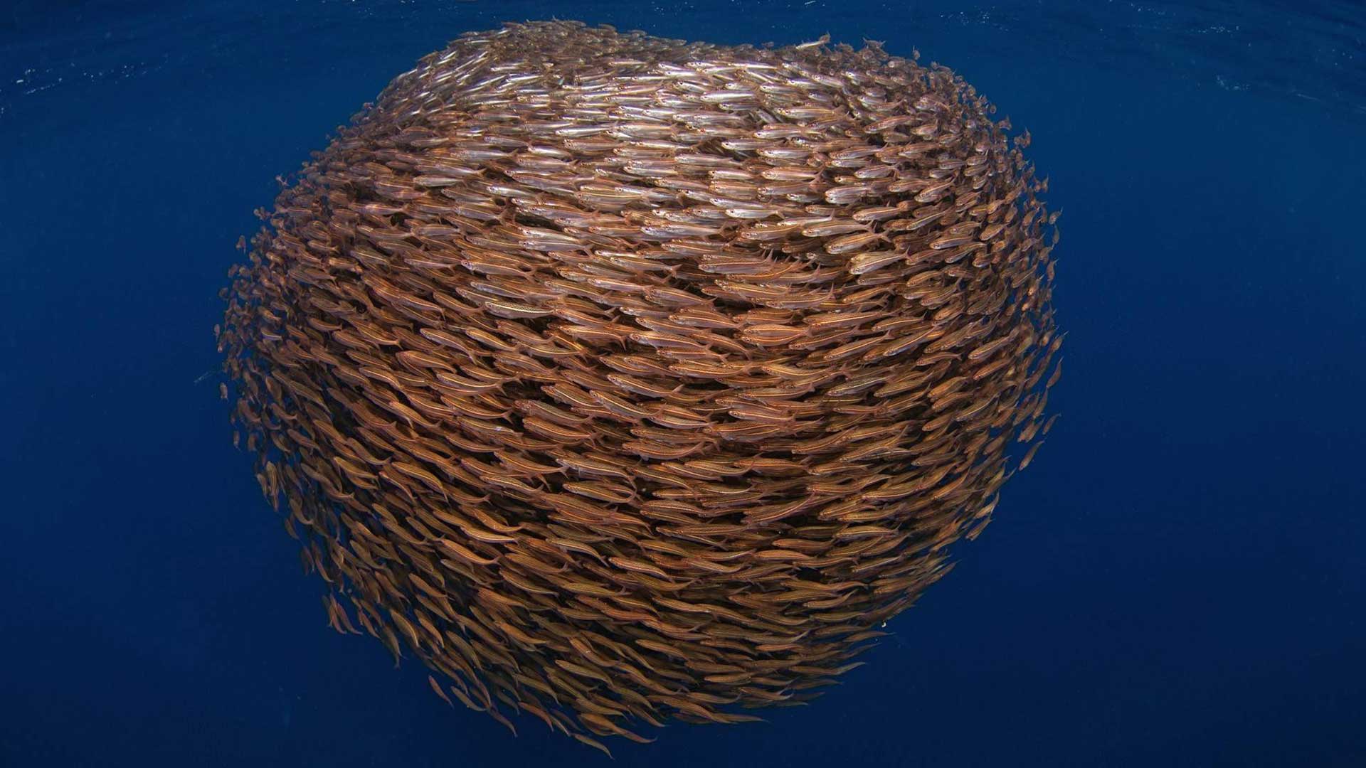 sualti hd fotograf 4