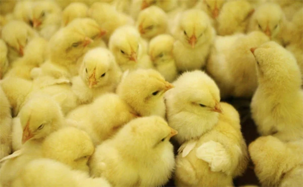 World, News, Court, Justice, Germany, Farmers, Estimated 45 million unwanted male chicken annually killed