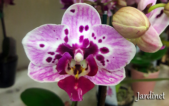 Como cuidar de mini orquídea Phalaenopsis - Jardinet