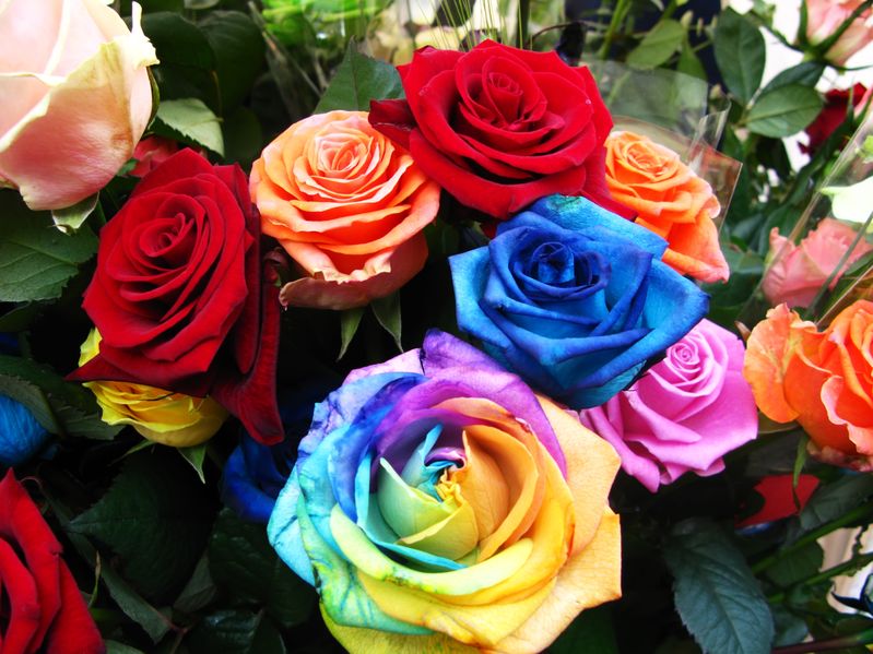 Banco de Imágenes Gratis: Rosas de colores para compartir en Facebook