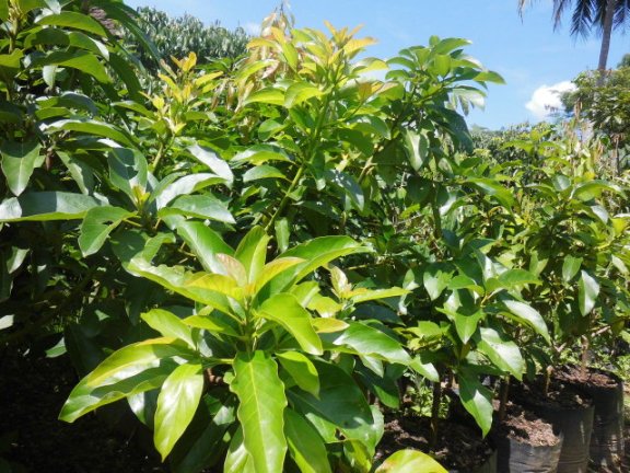 MENGENAL TANAMAN ALPUKAT dan CARA BUDIDAYAnya ~ Bibit Buah-Buahan dan