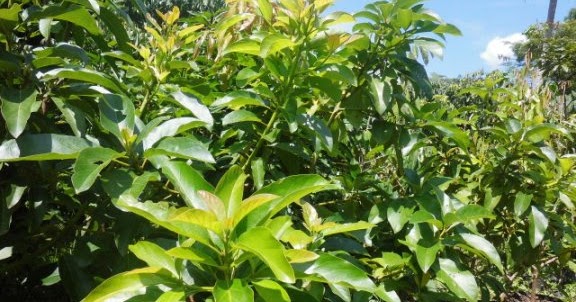 MENGENAL TANAMAN ALPUKAT dan CARA BUDIDAYAnya Bibit Buah