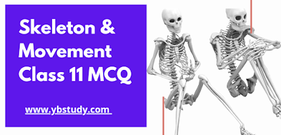 Skeleton and Movement MCQ