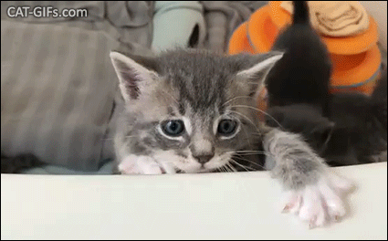 Cute Kitten GIF • Let me outa here human my paws don't stick. HALP! Cute Kitten GIF • Let me outa here human my paws don't stick. HALP!