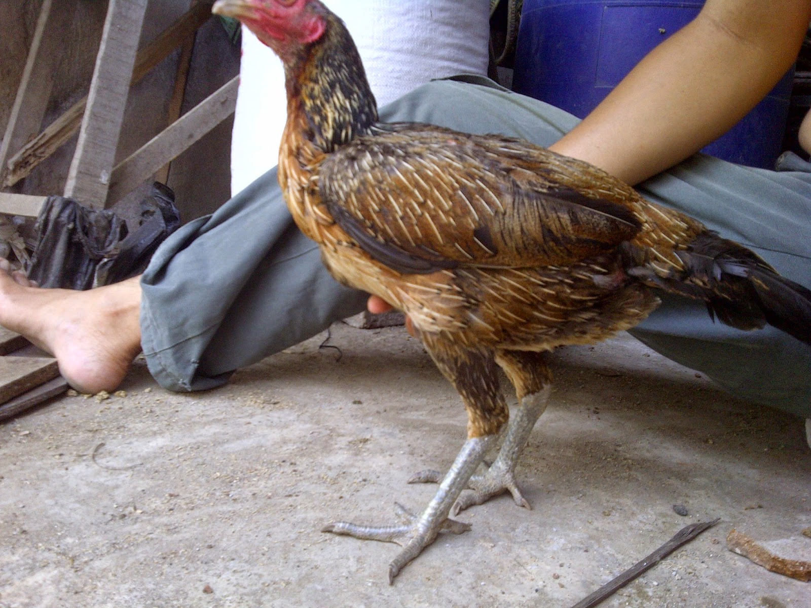 indukan (sudah terjual ke Jakarta TImur) birma ori F1(anak import