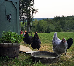 chicken coop come tour chickens horizon structures eggs pop