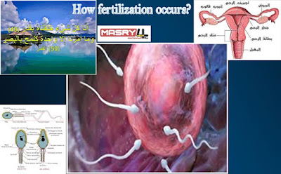 هندسة الخالق في كيفية حدوث الإخصاب للبويضة وبدء الحمل  How fertilization occurs