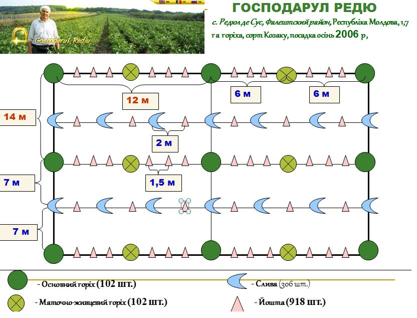 На каком расстоянии сажать грецкий. Грецкий орех посадка саженцев. Посадка грецкого ореха расстояние между деревьями. На каком расстоянии сажать грецкий. Схема посадки фундука 5 на 4.