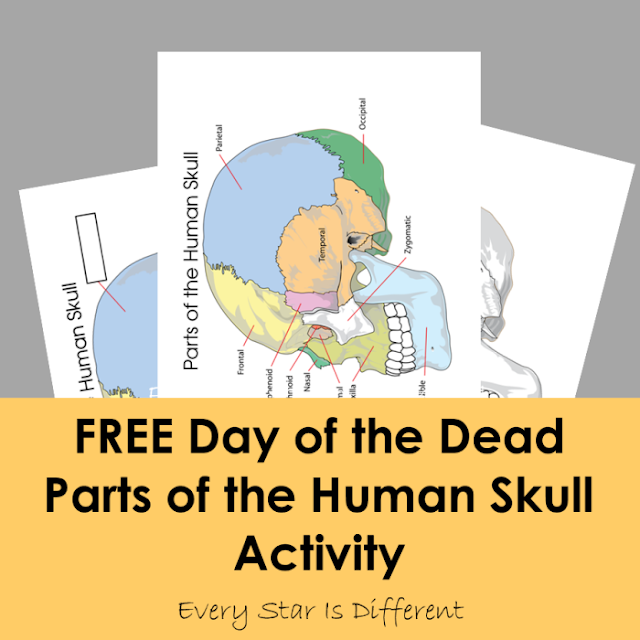 FREE Day of the Dead Parts of the Human Skull Activity