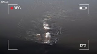 makhluk aneh di sungai alaska