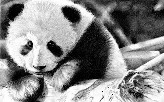 sleeping Panda HD photography