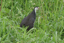 White-breasted waterhen_2011