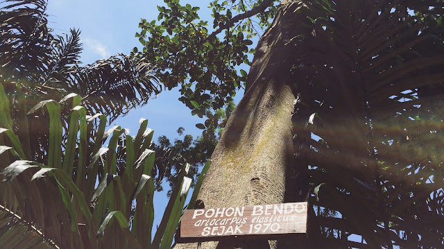 Ines Yuanta Blog >> Salah satu tanaman yang ada di Taman Botani Sukorambi dan usianya sudah sangat tua Salah satu tanaman yang ada di Taman Botani Sukorambi dan usianya sudah sangat tua
