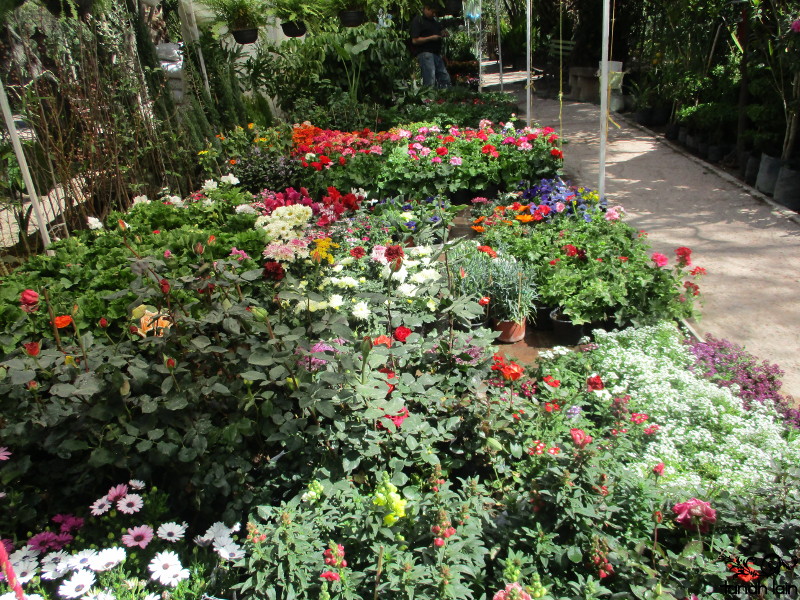 Mis plantas de sol y sombra