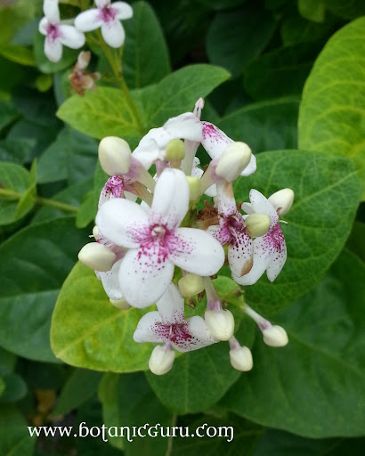 Pseuderanthemum carruthersii var. reticulatum, Yellow-vein Pseuderanthemum, Eldorado flowers