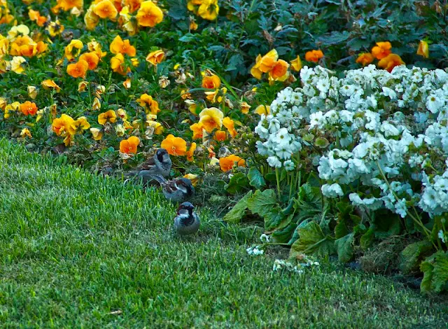 FOTO DE PRIMAVERA flores amarillas y flores blancas.