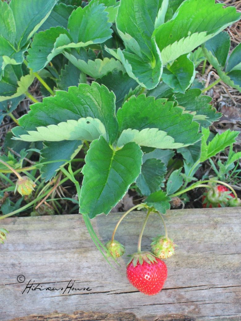 C K Plant Nursery Melons Potted On Tomatoes Transplanted And