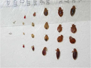 Baby Bed Bug Pictures